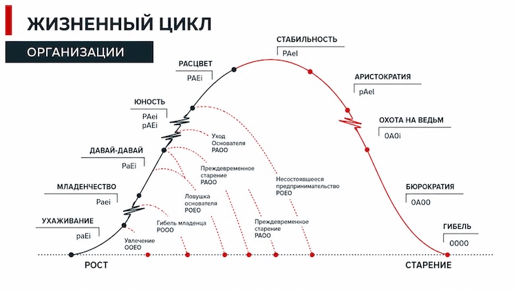 Жизненный цикл организации по методологии Адизеса